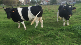 Truffe et Groseille