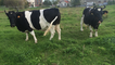 Truffe et Groseille